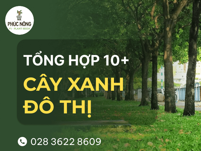 tổng hợp 10 loại cây xanh đô thị phổ biến, được trồng nhiều