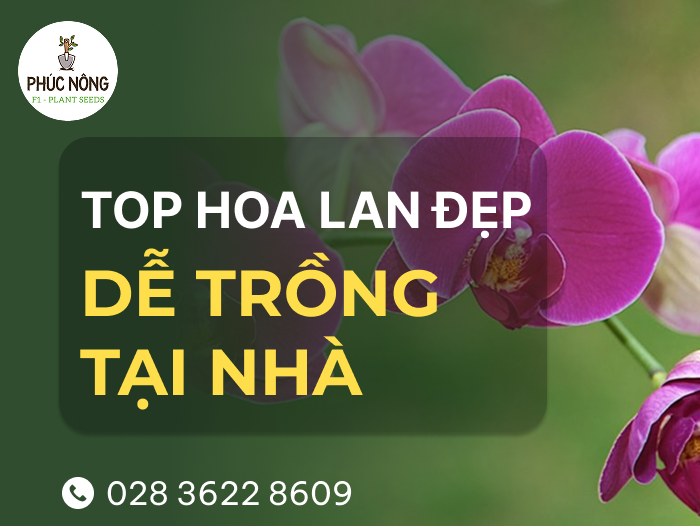 15 loại hoa lan đẹp, phổ biến và dễ trồng tại nhà nhất hiện nay