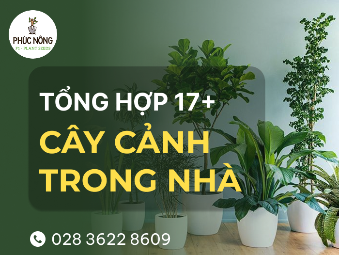 tổng hợp 17 cây cảnh trồng trong nhà đẹp