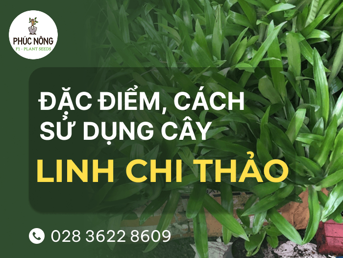 đặc điểm, công dụng, cách sử dụng của cây linh chi thảo