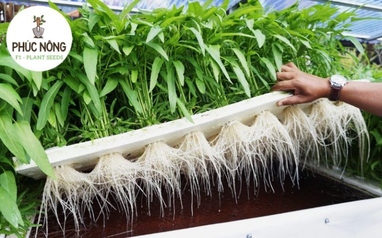 Hướng dẫn chăm sóc rau thủy canh đúng cách