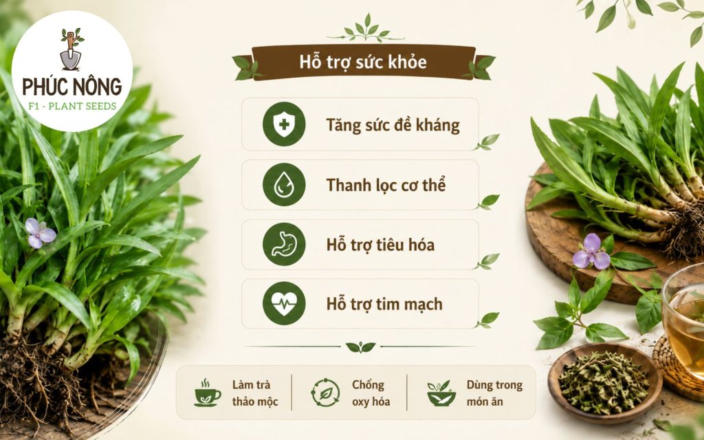 Công dụng sức khoẻ của cây linh chi thảo