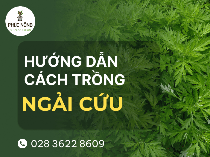 hướng dẫn cách trồng ngải cứu tại nhà hiệu quả