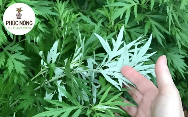 Kỹ thuật chăm sóc cây ngải cứu