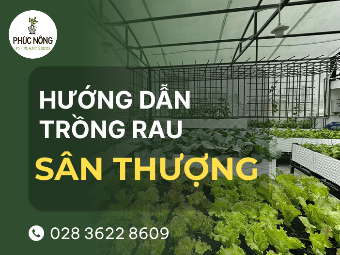hướng dẫn cách tự trồng rau trên sân thượng