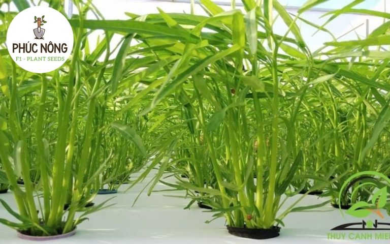 Chọn loại rau trồng phù hợp