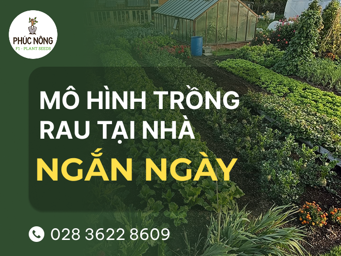 mô hình trồng rau ngắn ngày tại nhà cho hiệu quả kinh tế cao