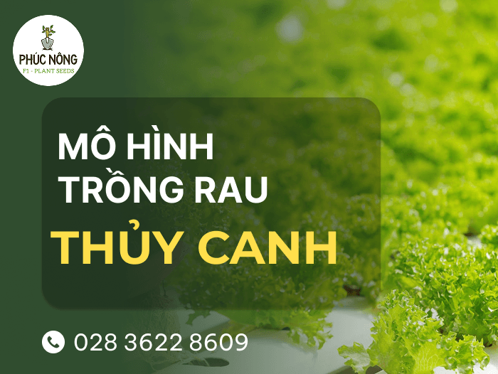 tìm hiểu về trồng rau thủy canh: đầy đủ kiến thức và quy trình chăm sóc
