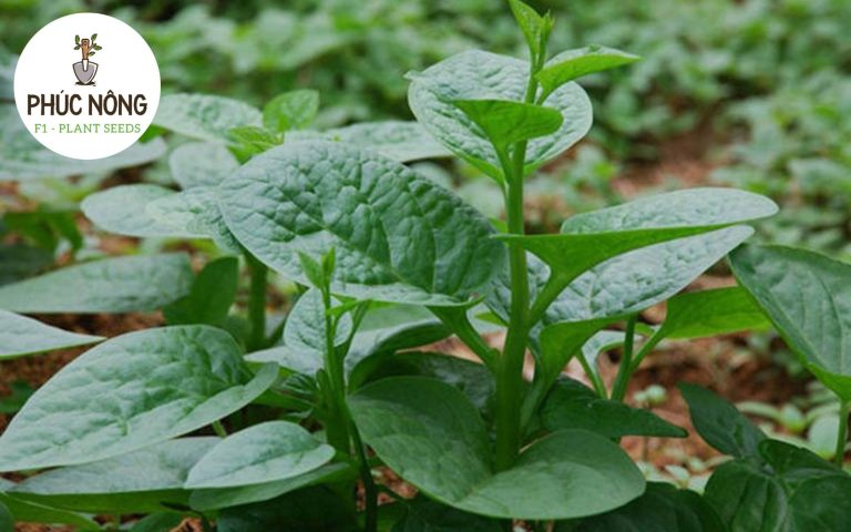 Ưu điểm khi lựa chọn mồng tơi vào mô hình trồng rau ngắn ngày vì sản phẩm rau cao