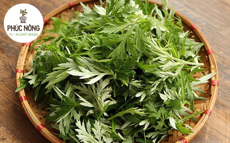 Lưu ý khi trồng cây ngải cứu