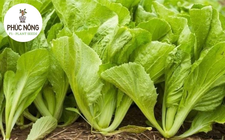 Rau cải xanh dễ gieo trồng, nhanh thu hoạch và thường được dùng trong bữa cơm gia đình
