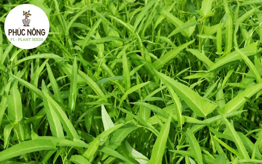 Rau muống là loại rau trồng ngắn ngày có lượng tiêu thụ rất cao, hiệu quả kinh tế lớn