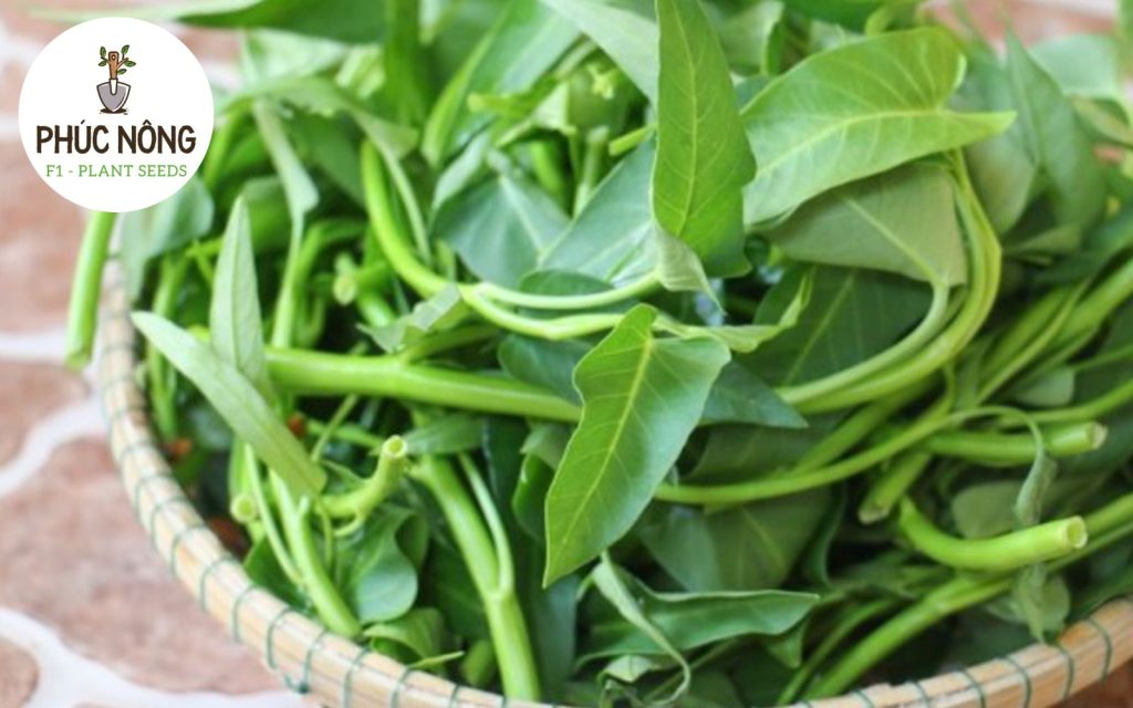 Rau muống sinh trưởng nhanh, dễ chăm sóc và phù hợp trồng trong thùng xốp tại nhà