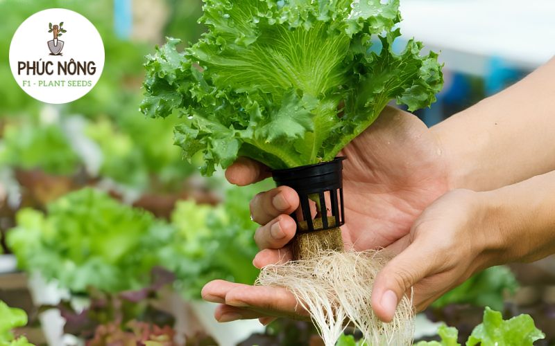 Trồng rau thuỷ canh là gì?