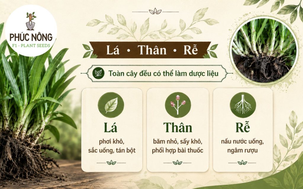 Thành phần chính của cây linh chi thảo