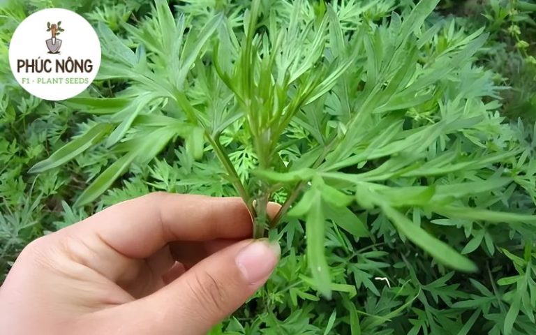 Thời điểm thu hoạch ngải cứu