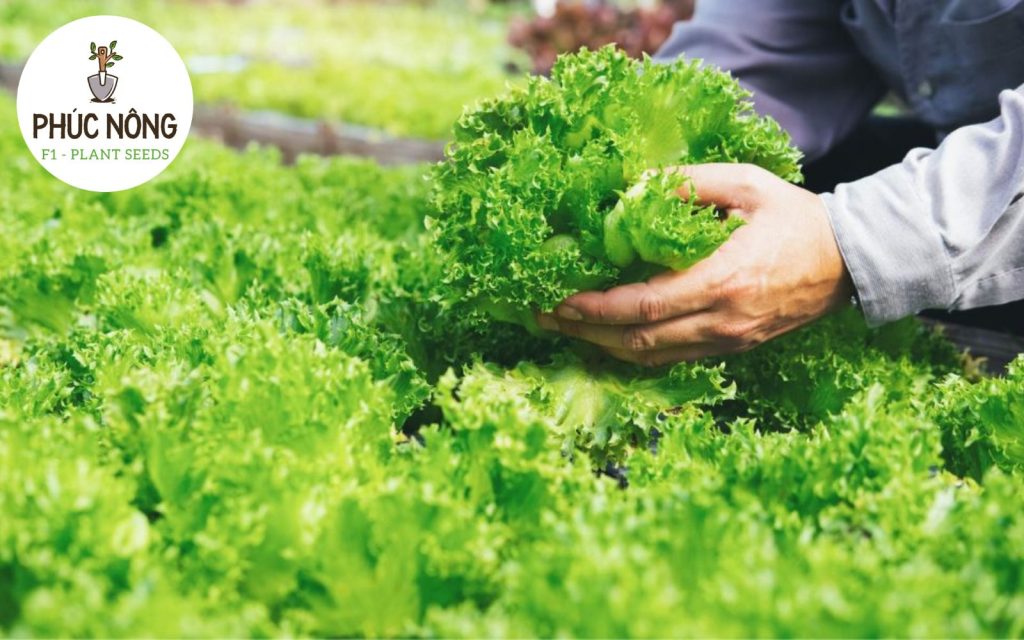 Bạ nên lựa chọn Trồng rau đúng mùa, đúng tháng để cho năng suất cao nhất