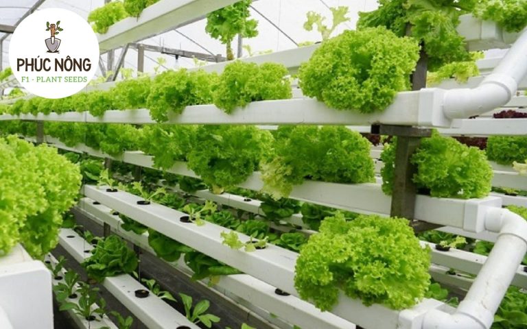 Phân bổ mật độ trồng rau hợp lý
