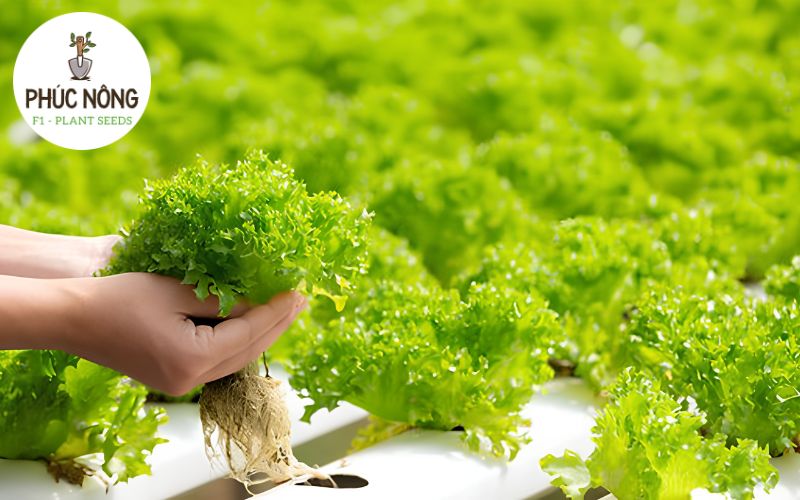 Ưu nhược điểm của mô hình trồng rau thủy canh