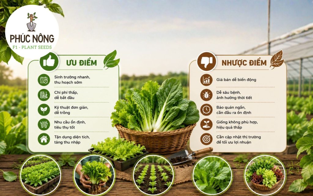 Ưu nhược điểm mô hình trồng rau ngắn ngày