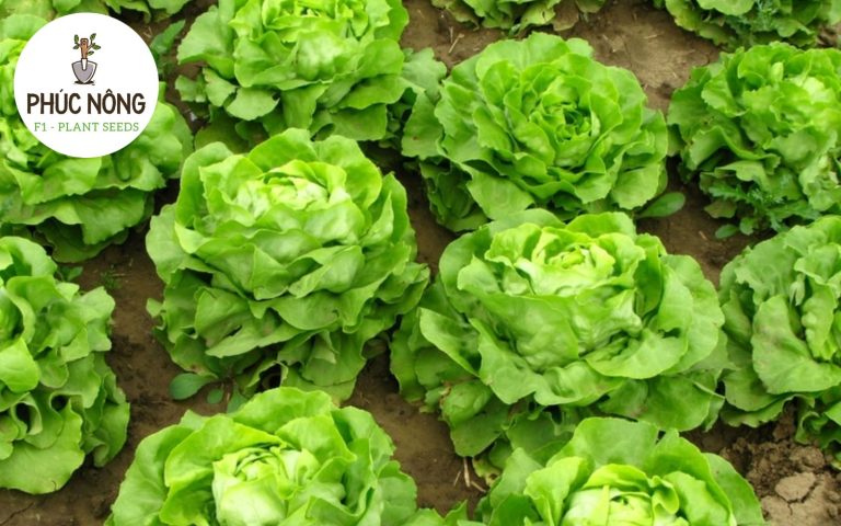 Xà lách có giá trị kinh tế khá tốt trên thị trường