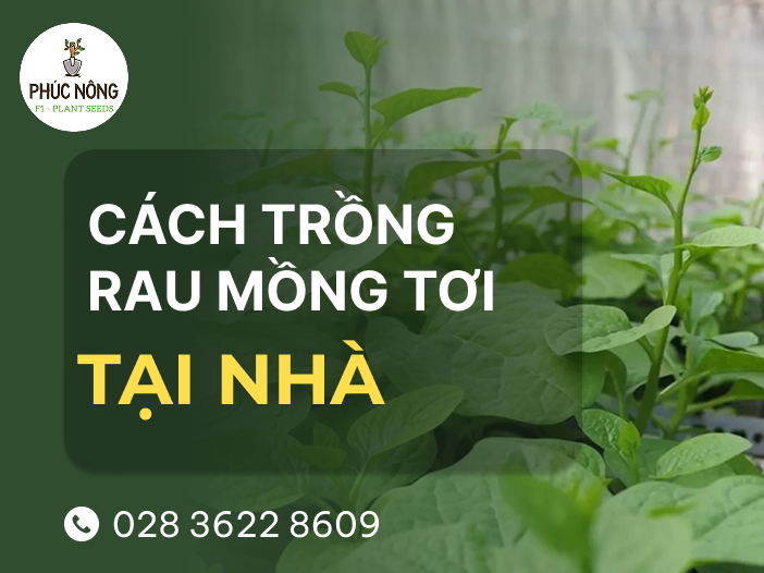 hướng dẫn cách trồng rau mồng tơi tại nhà chi tiết