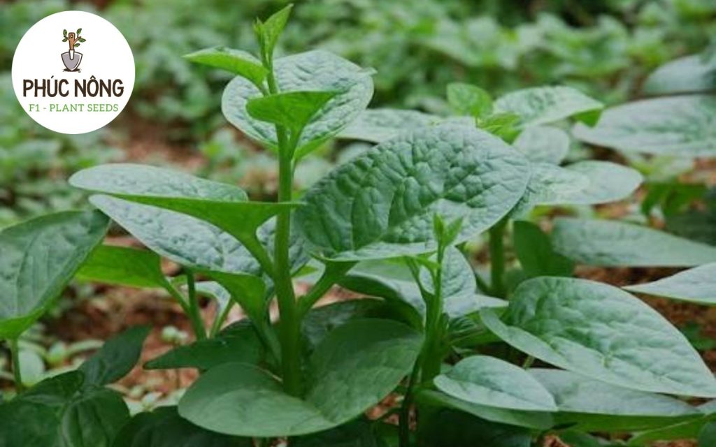 Đặc điểm của rau mồng tơi