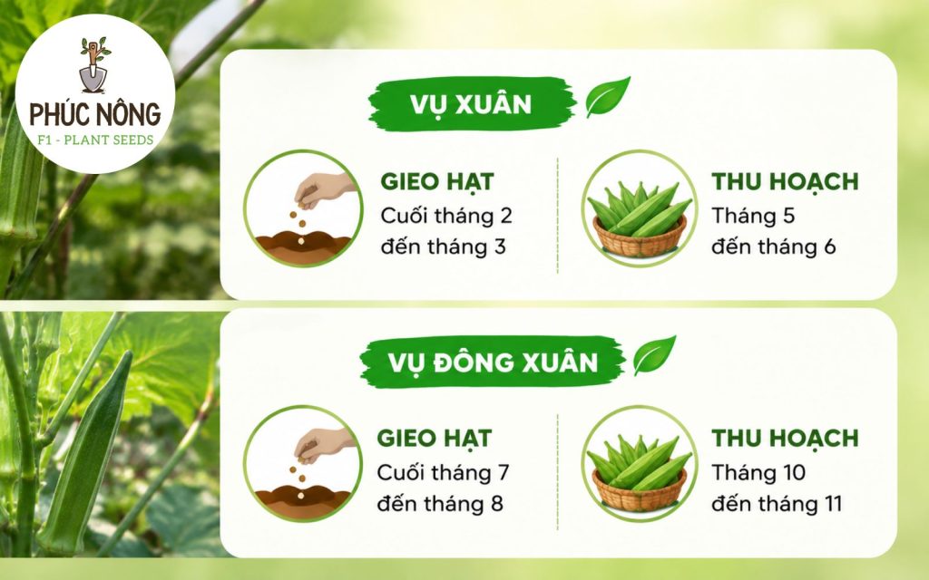 Nên trồng đậu bắp vào thời điểm nào?