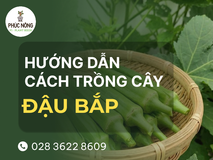 hướng dẫn cách trồng đậu bắp tại nhà đơn giản, ai cũng trồng được