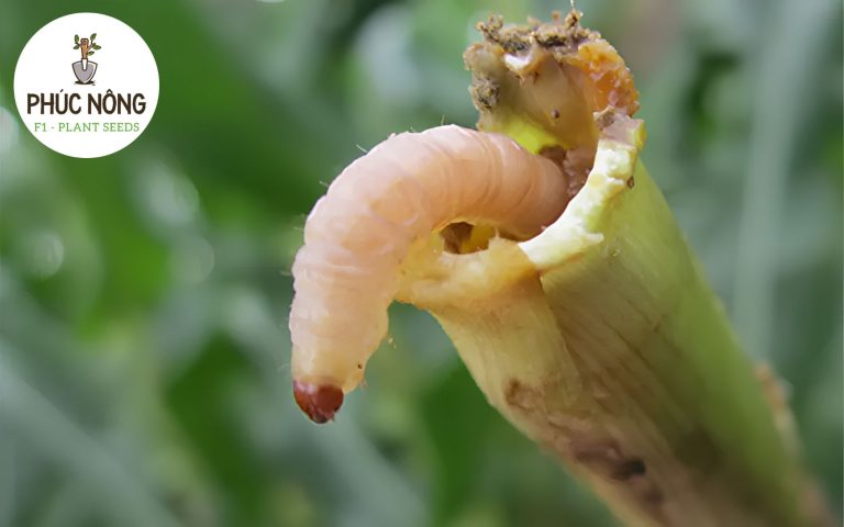 sâu đục ngọn thường gặp trên cây rau