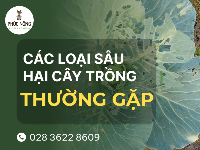 các loại sâu hại rau thường gặp trên cây trồng