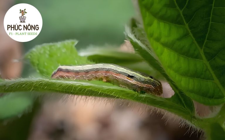 Sâu xám là một trong những loại sâu hại rau phổ biến