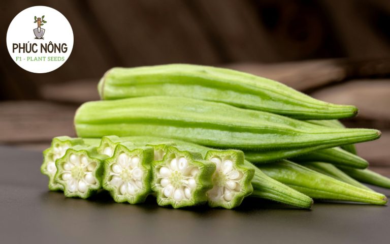 Cách thu hoạch và bảo quản đậu bắp