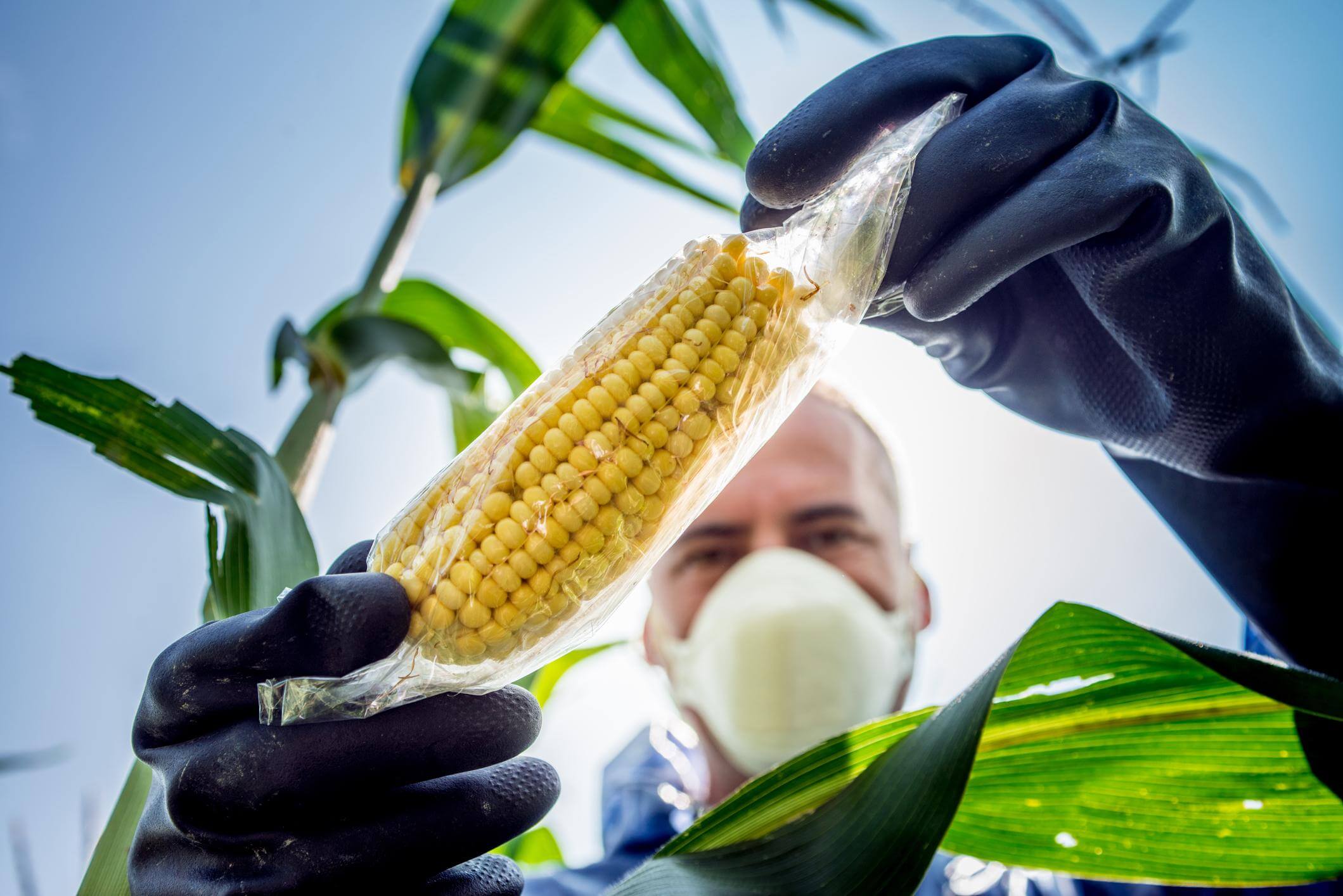 Thực phẩm biến đổi gen GMO trong nghiên cứu nông nghiệp hiện đại