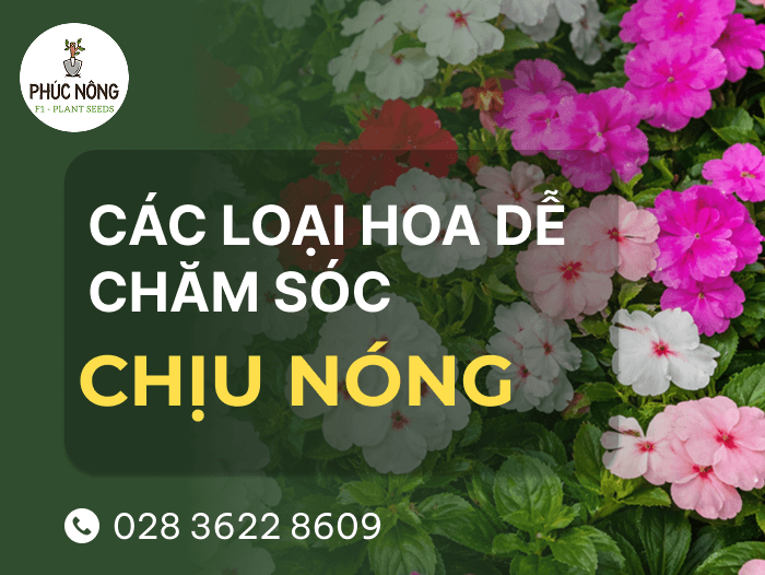 tổng hợp 16 loại hoa chịu nắng nóng tốt, không cần tưới nước nhiều