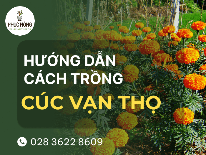 hướng dẫn cách chăm sóc vạn thọ, trồng hoa cúc vạn thọ