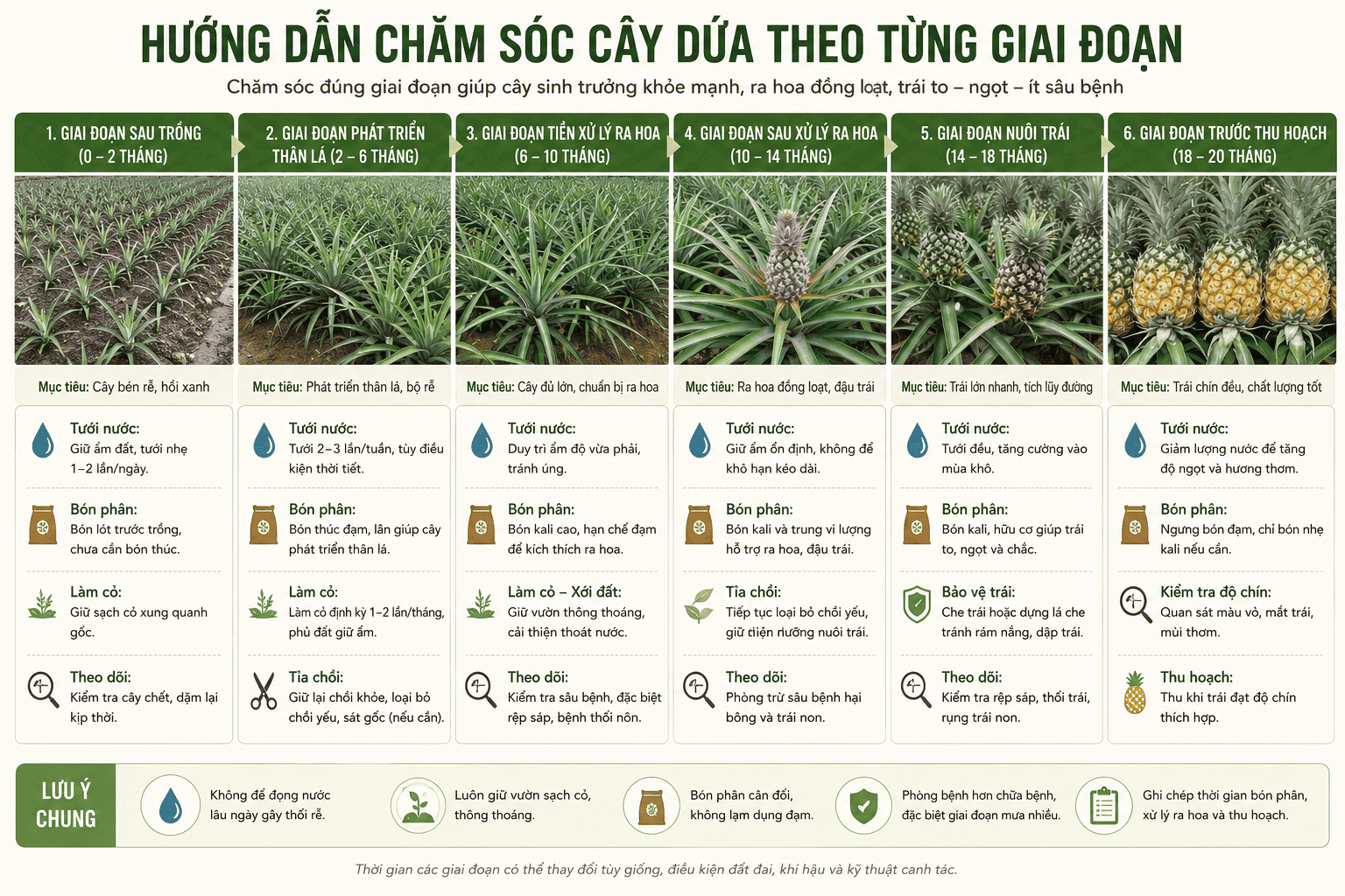 Chăm sóc cây dứa trên ruộng trong quá trình sinh trưởng
