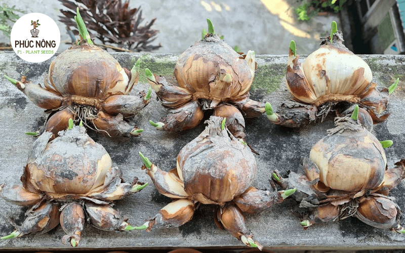 Củ hoa thủy tiên khỏe mạnh được chọn để trồng trong nước
