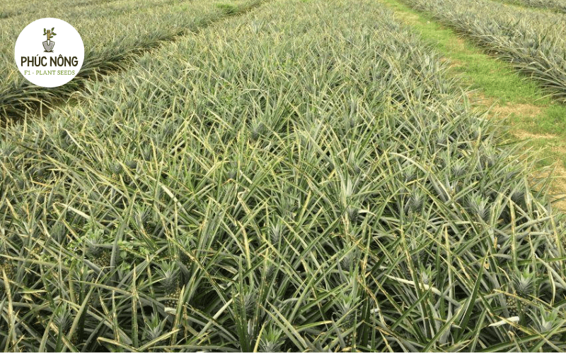 Ruộng dứa khóm được trồng tập trung trong điều kiện thích hợp