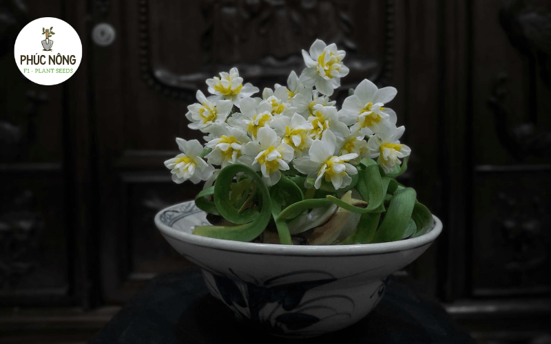 Hoa thủy tiên đang nở với cánh trắng và nhụy vàng