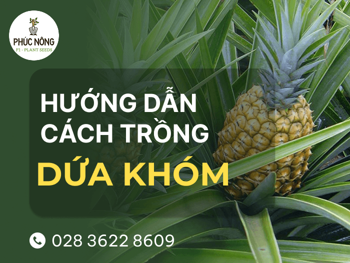 Hướng dẫn cách trồng dứa khóm