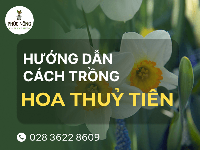 hướng dẫn cách trồng hoa thuỷ tiên trong nước đơn giản