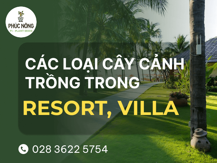 Top 20 loại cây cảnh phù hợp trồng trong villa, resort
