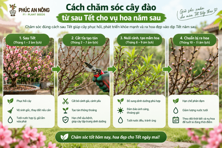 Cách chăm sóc hoa đào sau Tết cho vụ hoa năm sau