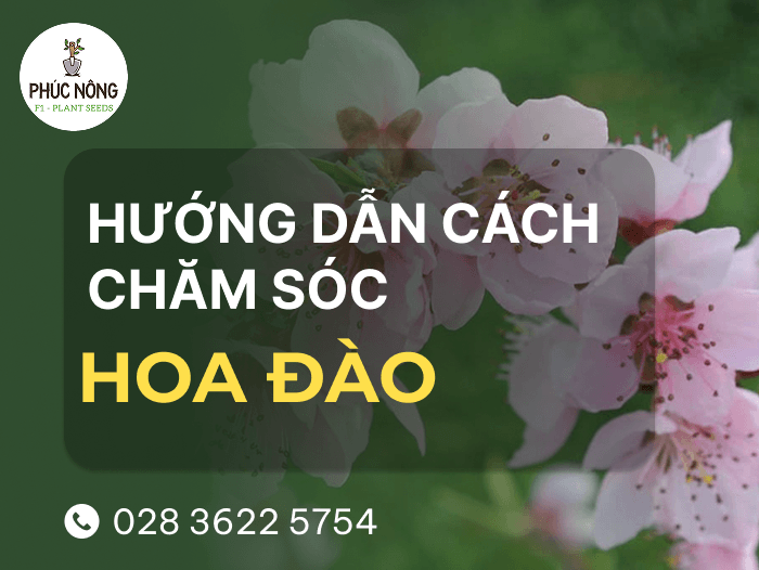 Hướng dẫn cách chăm sóc hoa đào ra hoa đúng Tết