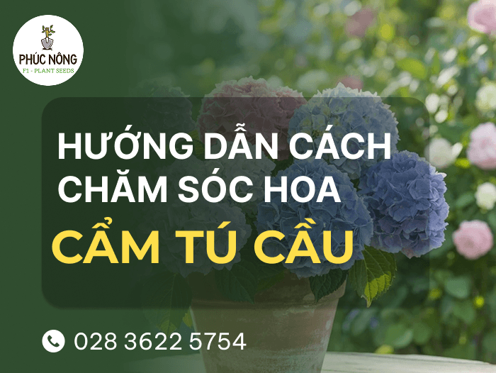 hướng dẫn cách trồng hoa cẩm tú cầu trong chậu đơn giản