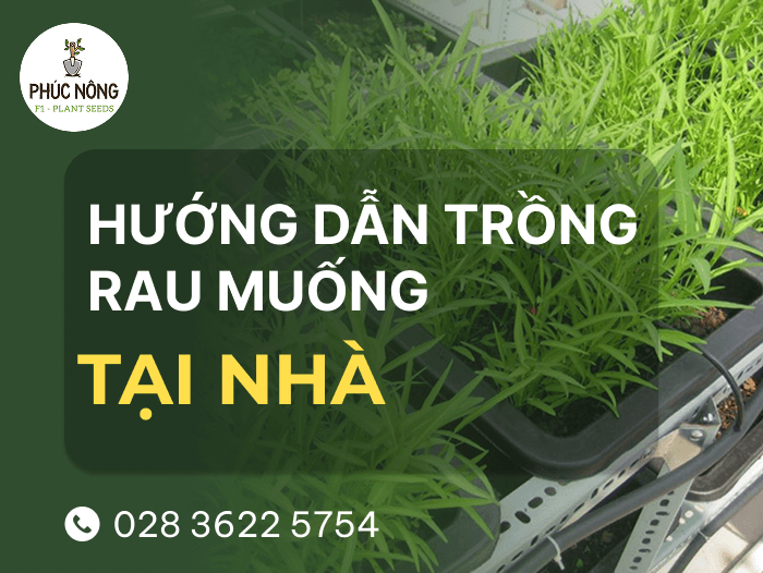 cách trồng rau muống tại nhà đơn giản, nhanh thu hoạch