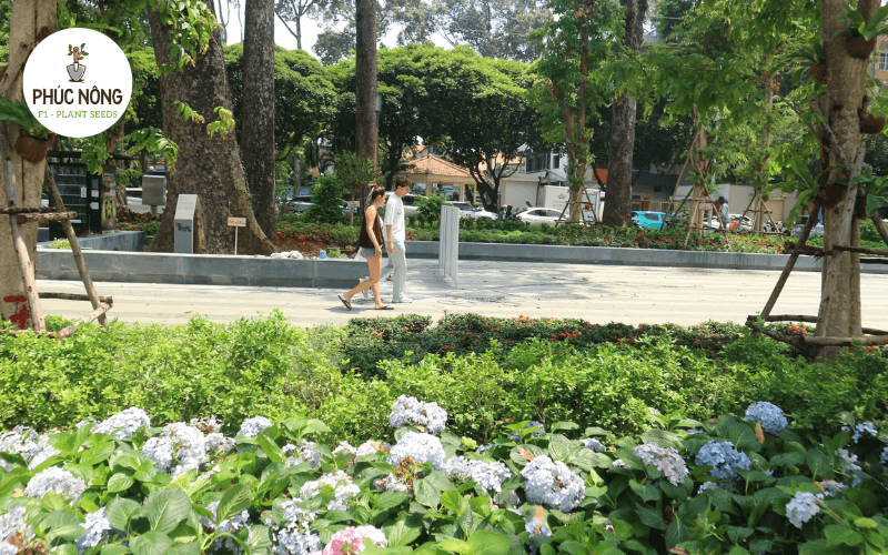 Trồng hoa cẩm tú cầu ở Sài Gòn có được không?