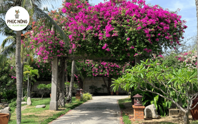 Cảnh quan lối vào Resort với cây xanh và cây cảnh nhiệt đới