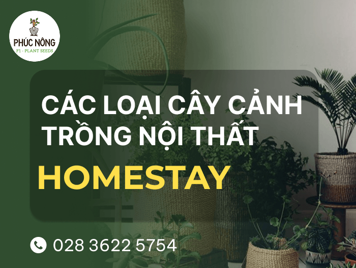 top 18 loại cây cảnh trồng nội thất homestay